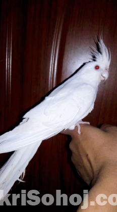 Albino Cockatiel tame male